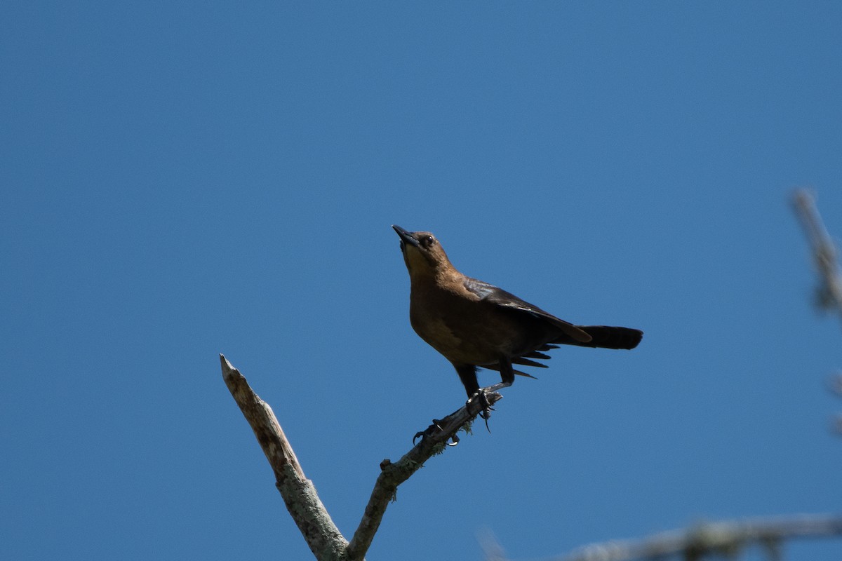 Boat-tailed Grackle - ML617114500