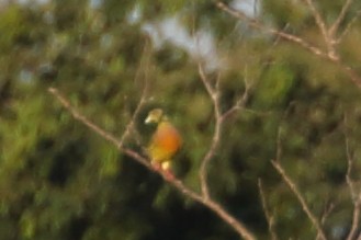 Orange-breasted Green-Pigeon - ML617114505