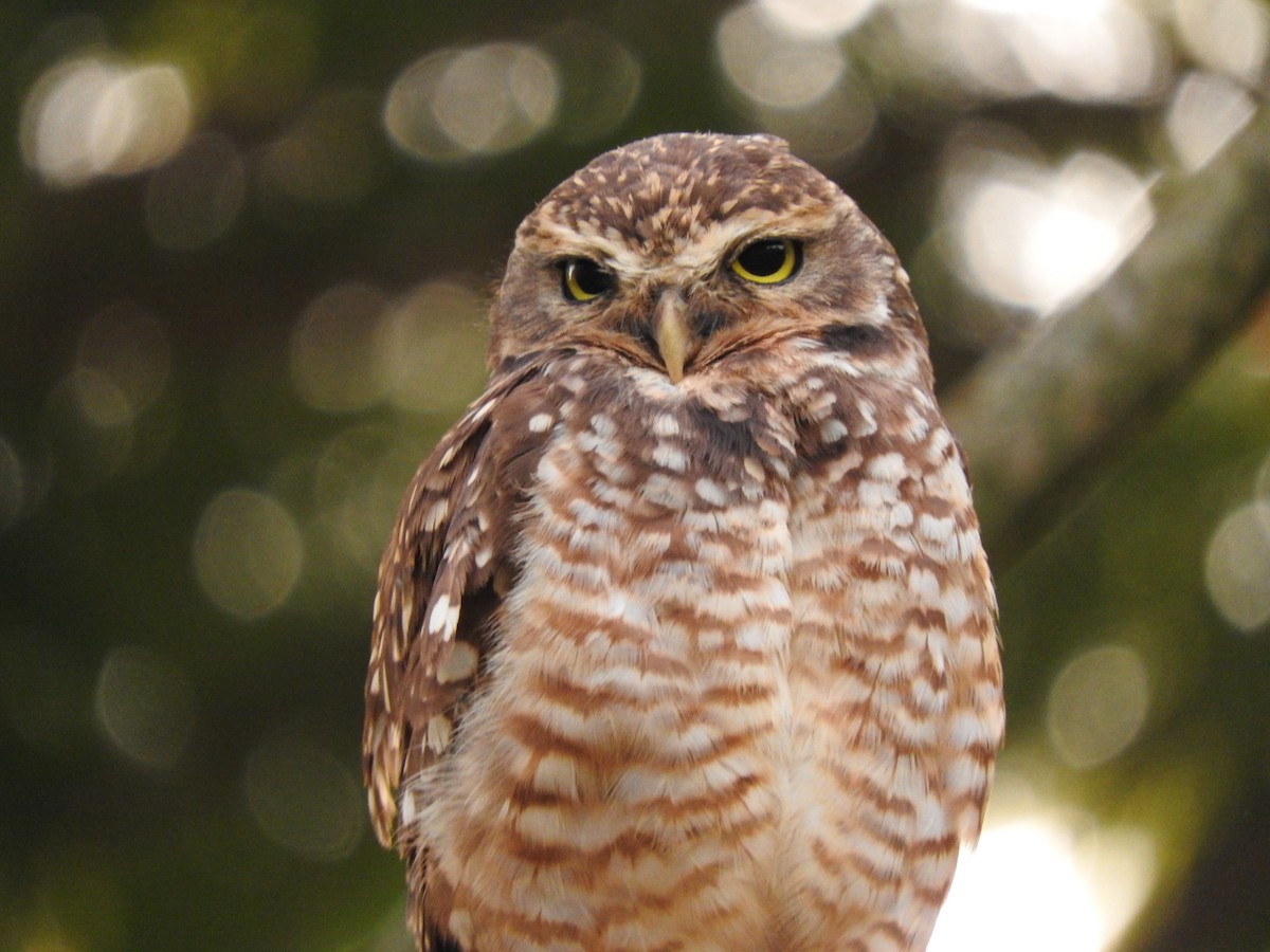 Burrowing Owl - ML617114581