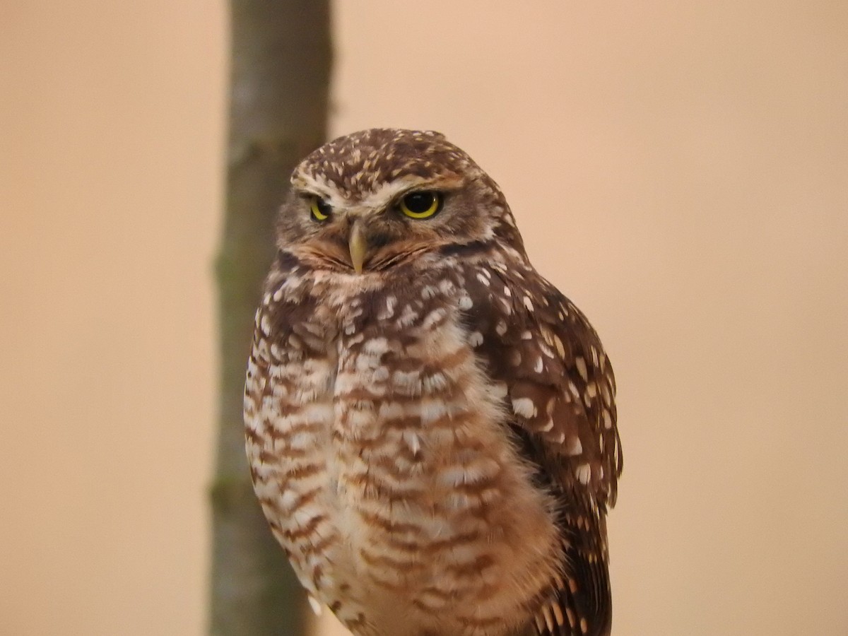 Burrowing Owl - ML617114584