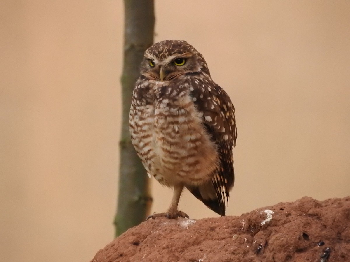 Burrowing Owl - ML617114586