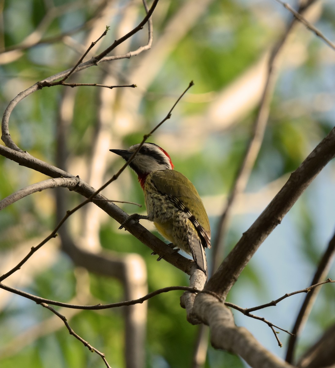 Cuban Green Woodpecker - ML617114592