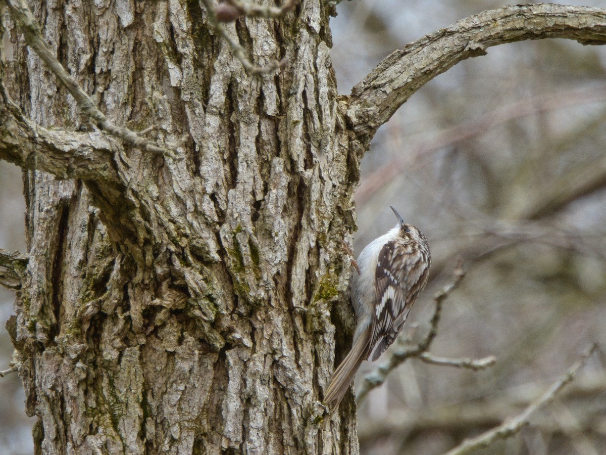 Brown Creeper - Andy Ingebritson