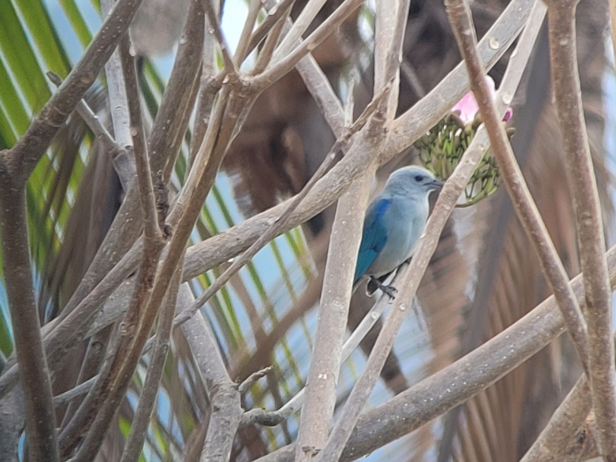 Blue-gray Tanager - ML617114666