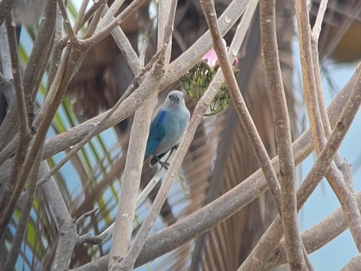 Blue-gray Tanager - ML617114667