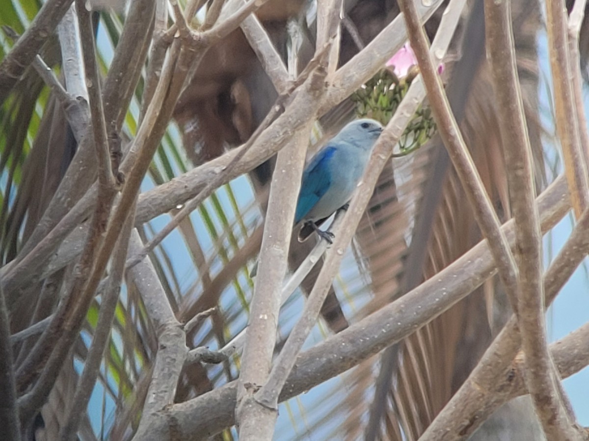 Blue-gray Tanager - ML617114668