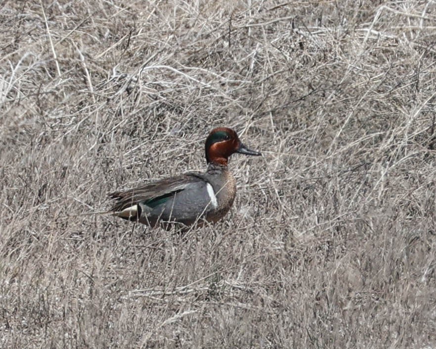Green-winged Teal - ML617114689