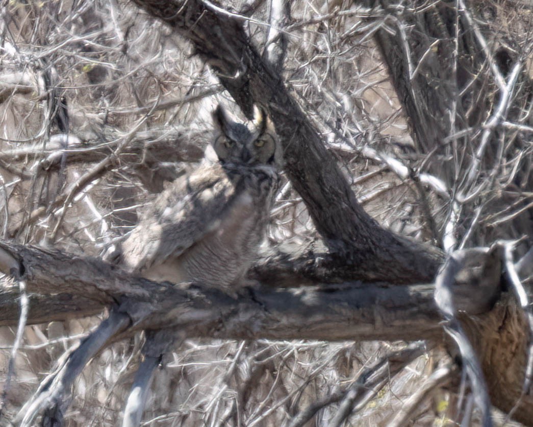 Great Horned Owl - ML617114806