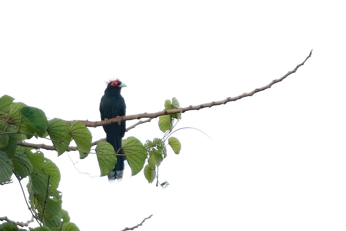 Red-crested Malkoha - ML617114963