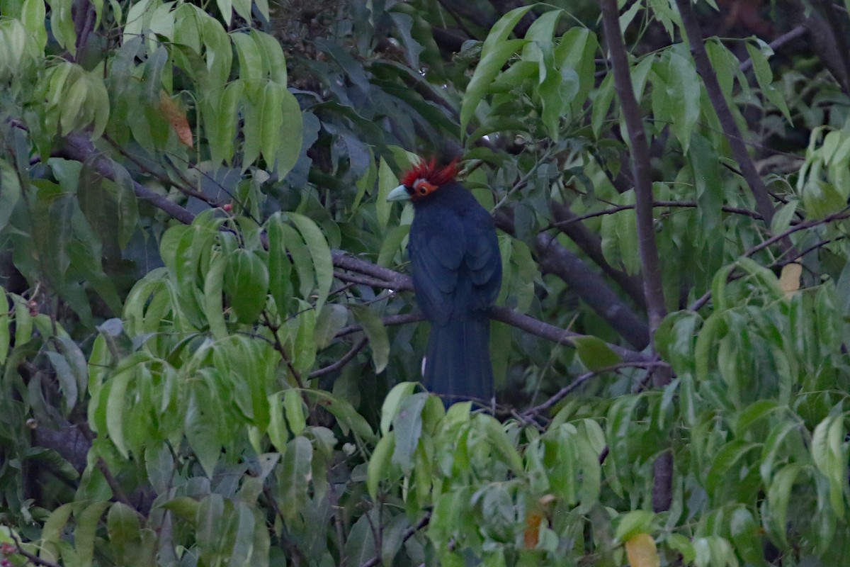 Red-crested Malkoha - ML617114964