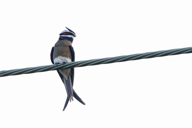 Whiskered Treeswift at Subic Bay by Dave Beeke