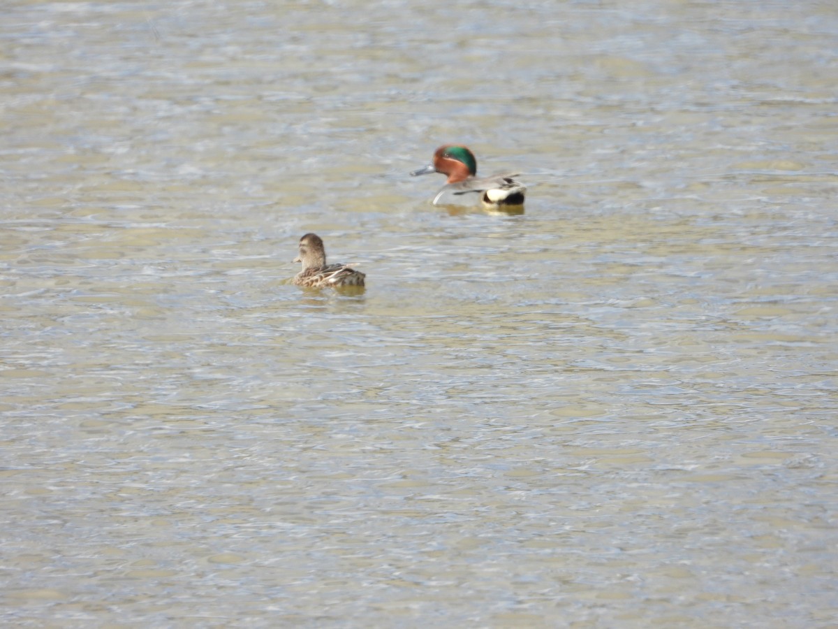 Green-winged Teal - ML617114975