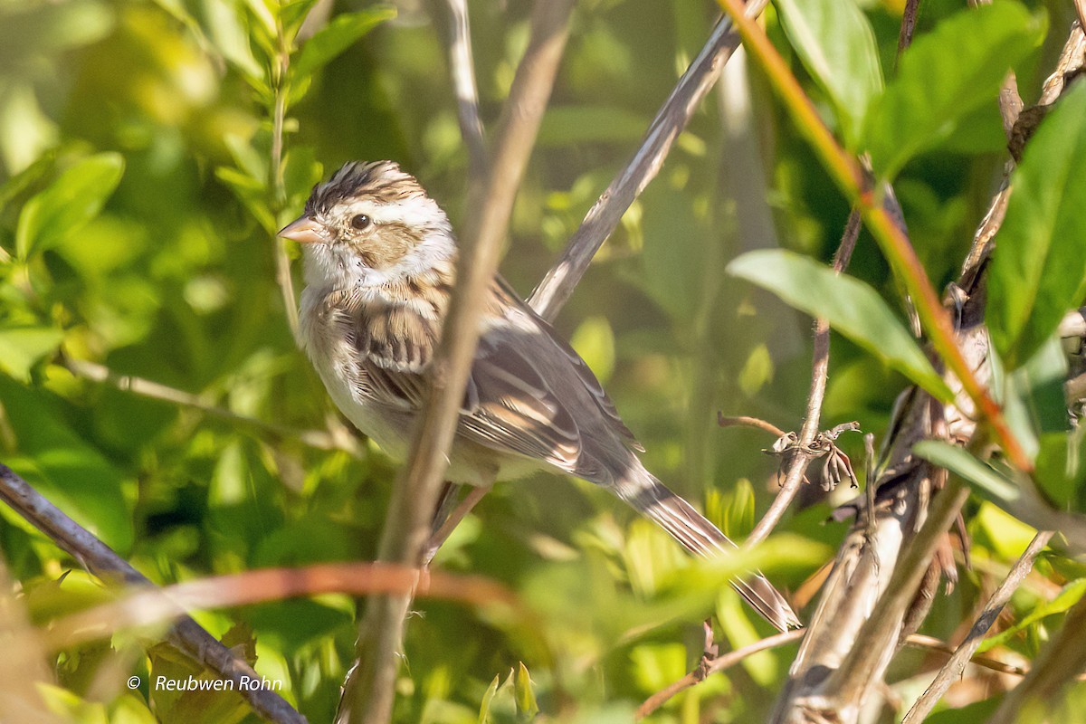 Clay-colored Sparrow - ML617115009