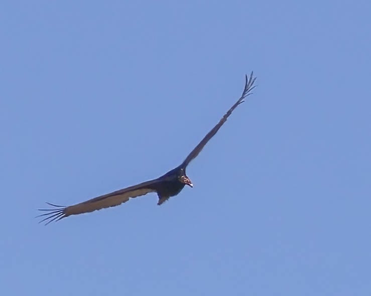 Turkey Vulture - Sue Smith