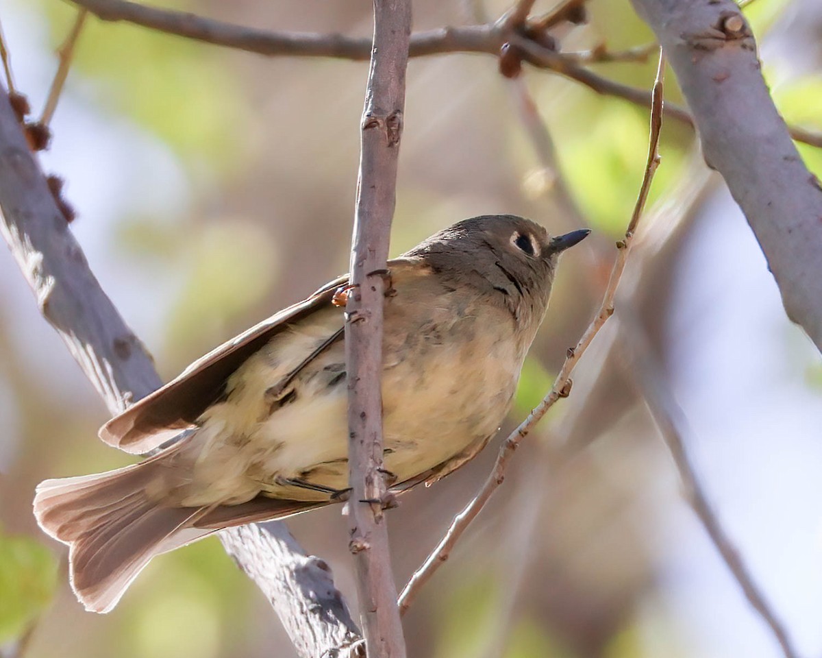 Ruby-crowned Kinglet - Sue Smith
