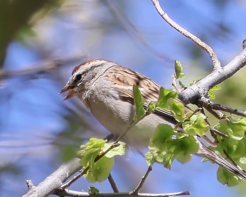 Chipping Sparrow - ML617115068