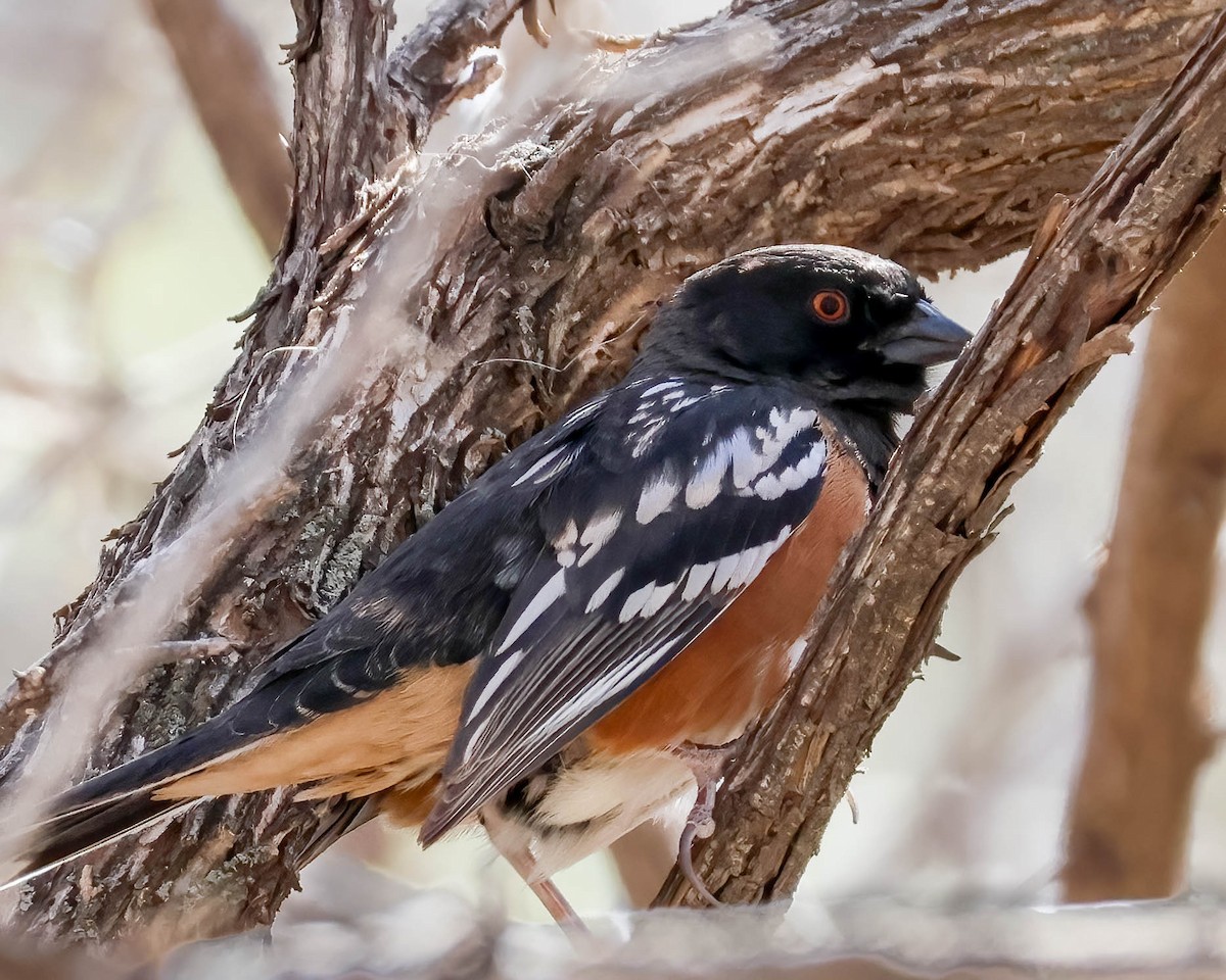 Spotted Towhee - ML617115092