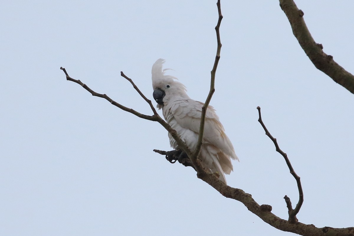 corella/white cockatoo sp. - Dave Beeke
