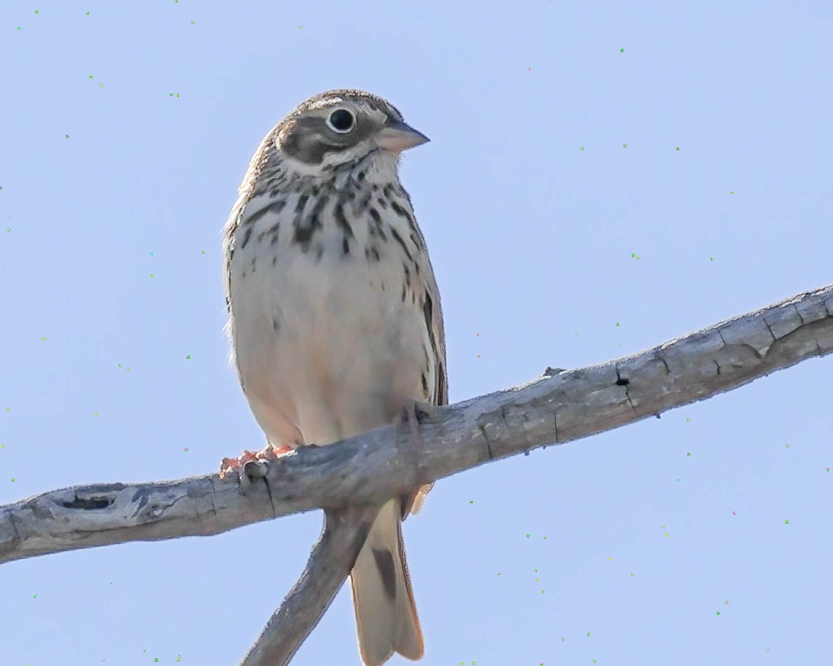 Vesper Sparrow - Sue Smith