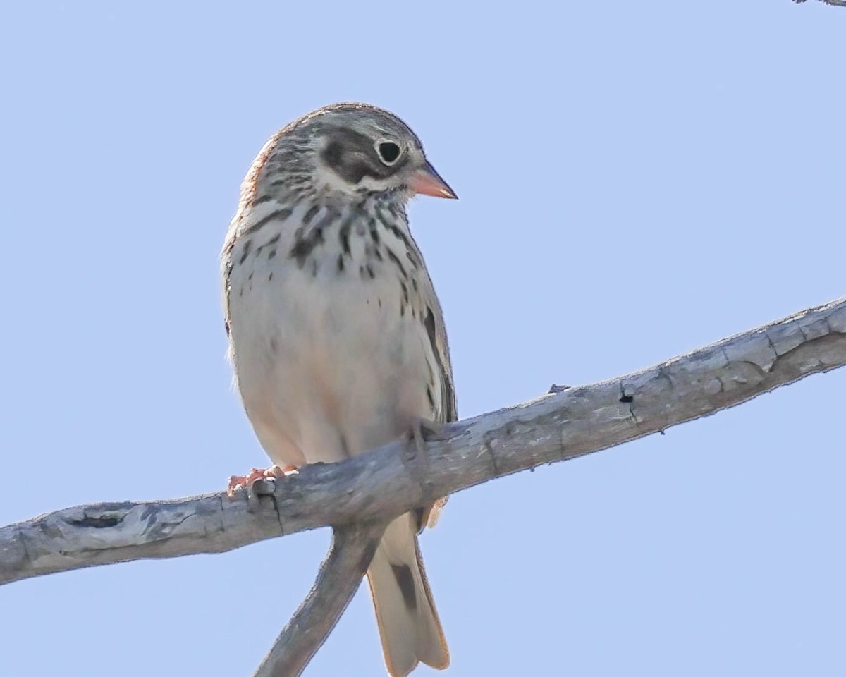 Vesper Sparrow - Sue Smith