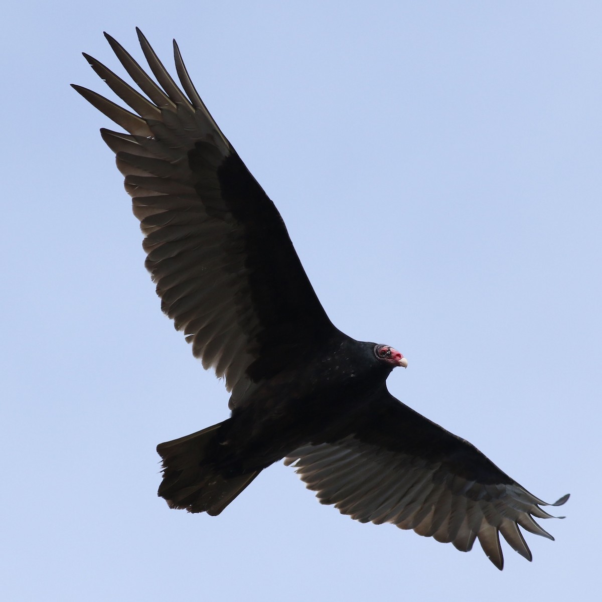Turkey Vulture - ML617115159