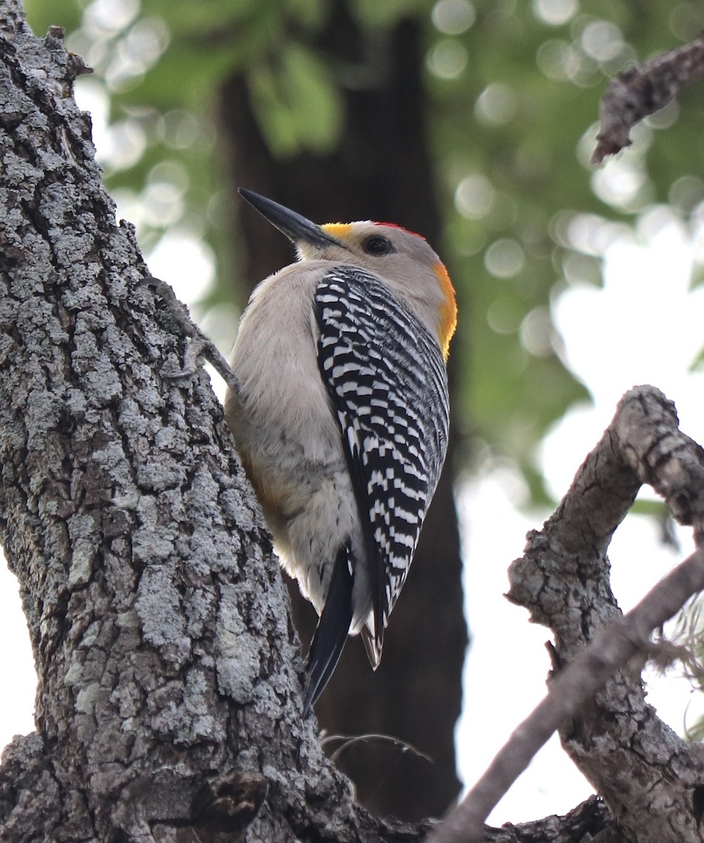Golden-fronted Woodpecker - Gregg Goodrich