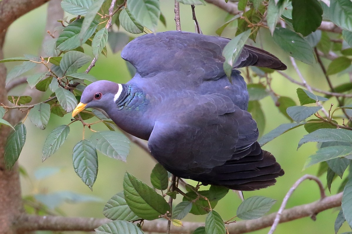 Band-tailed Pigeon - ML617115175