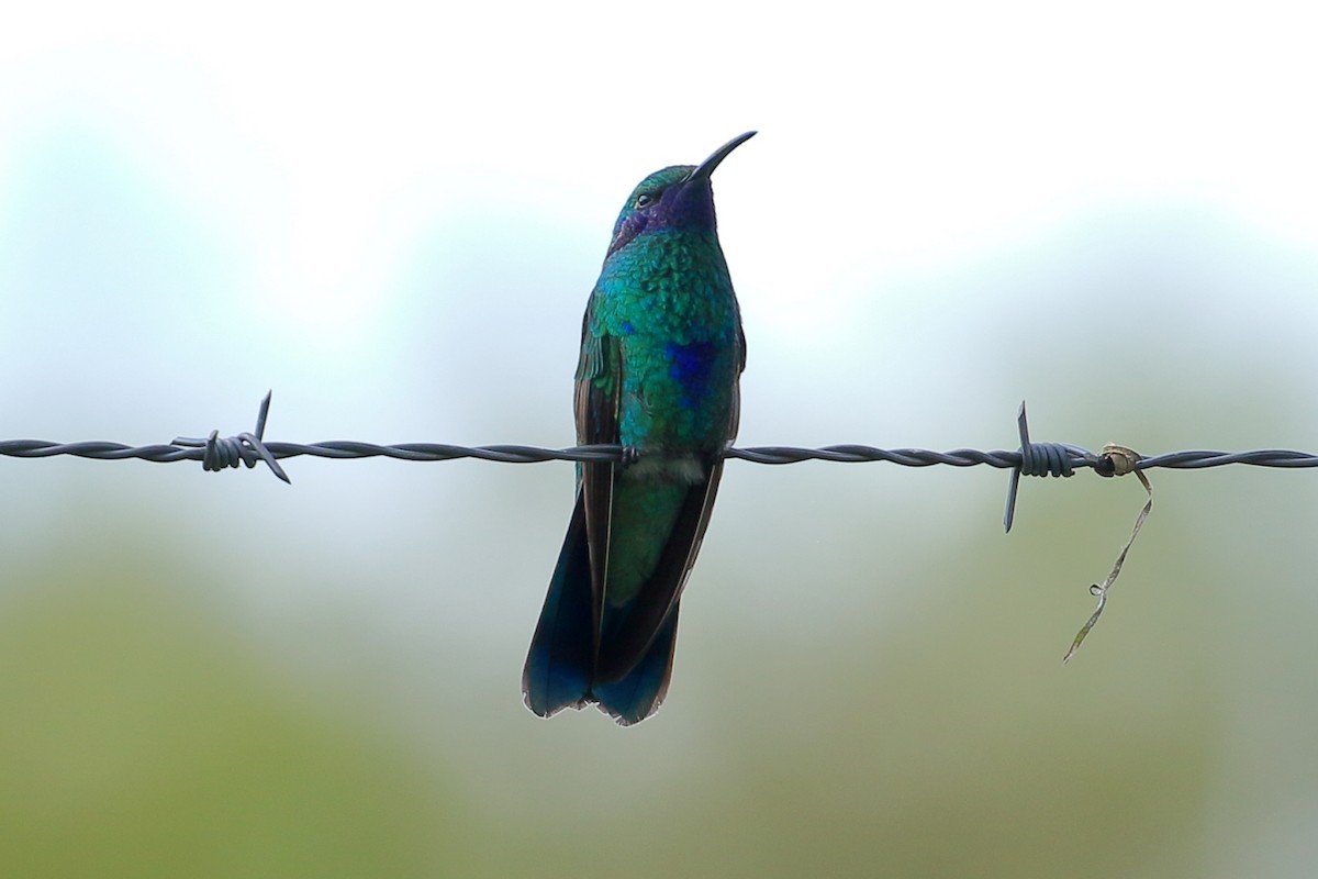 kolibřík modrolící - ML617115183