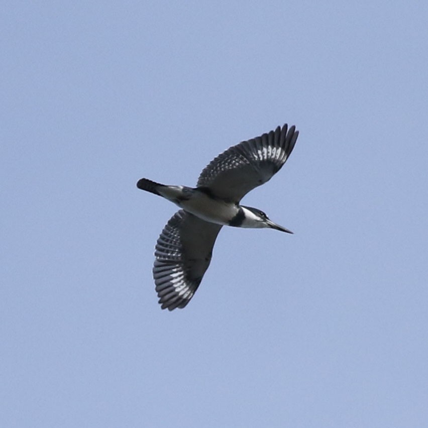 Belted Kingfisher - ML617115198