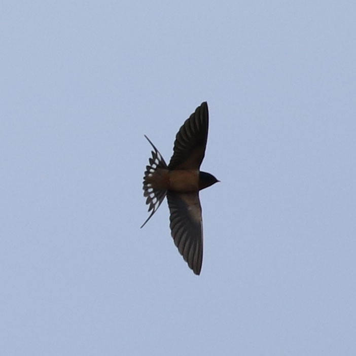 Barn Swallow - ML617115229