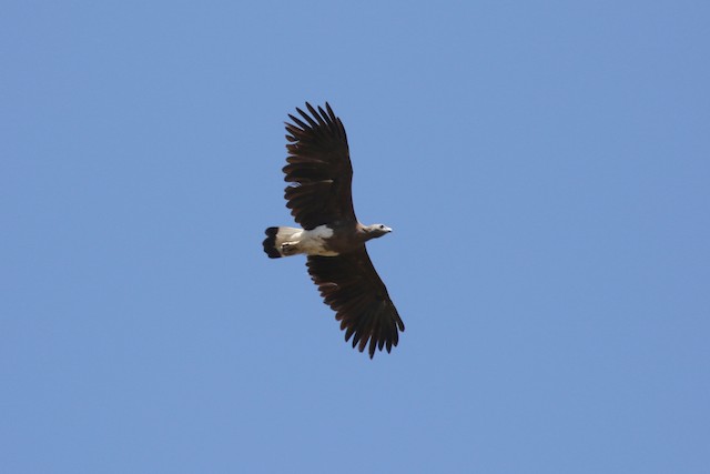 Gray-headed Fish-Eagle at Subic Bay by Dave Beeke