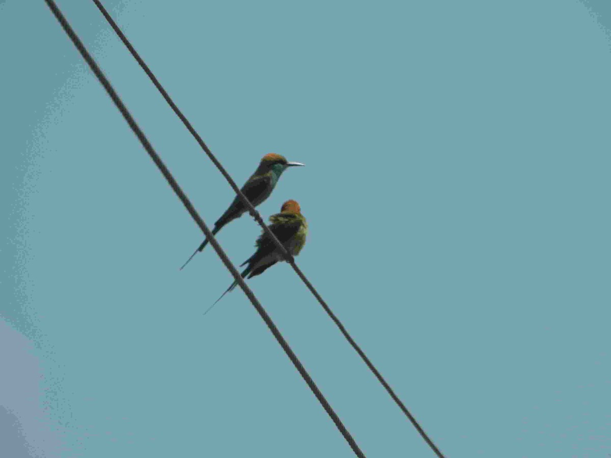Asian Green Bee-eater - ML617115394