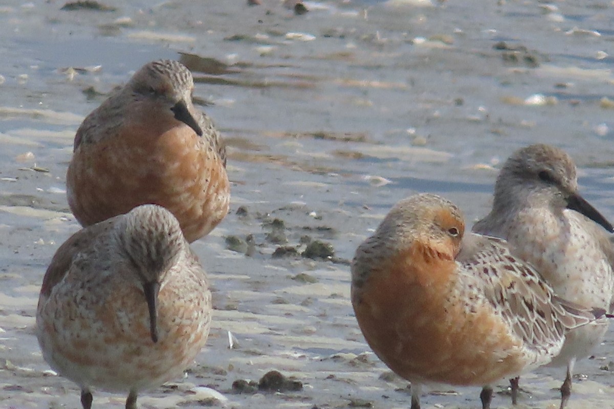 Red Knot - ML617115396