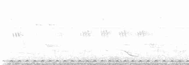 Phapitréron à oreillons blancs - ML617115413