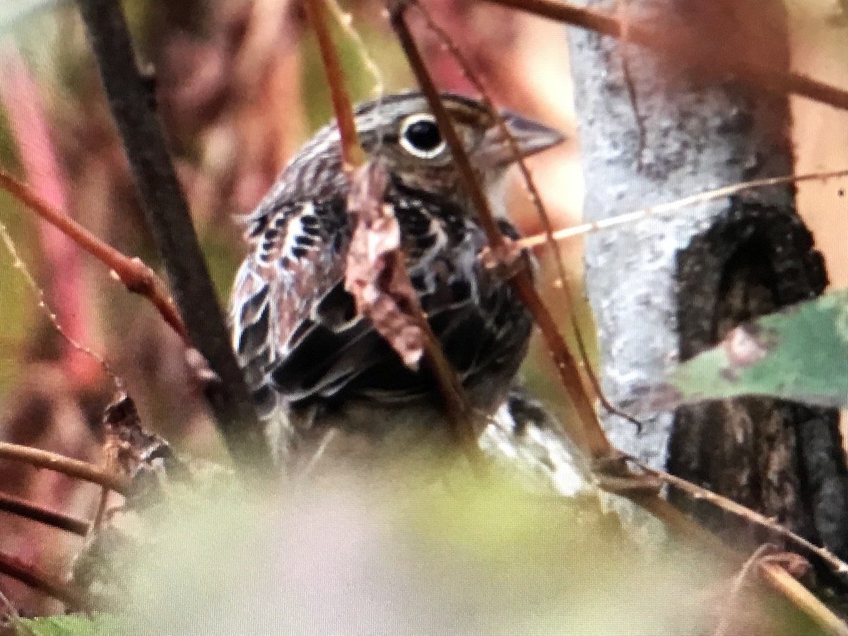 Grasshopper Sparrow - ML617115422