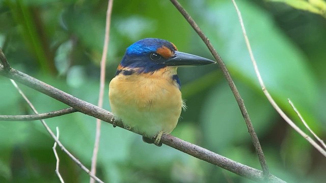Rufous-lored Kingfisher - ML617115425