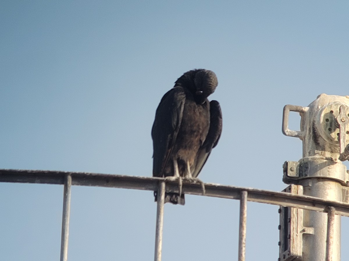 Black Vulture - ML617115508