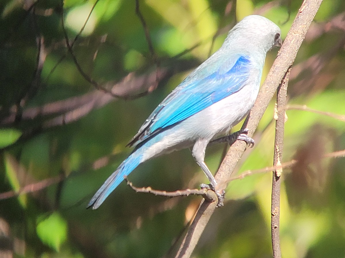 Blue-gray Tanager - ML617115544