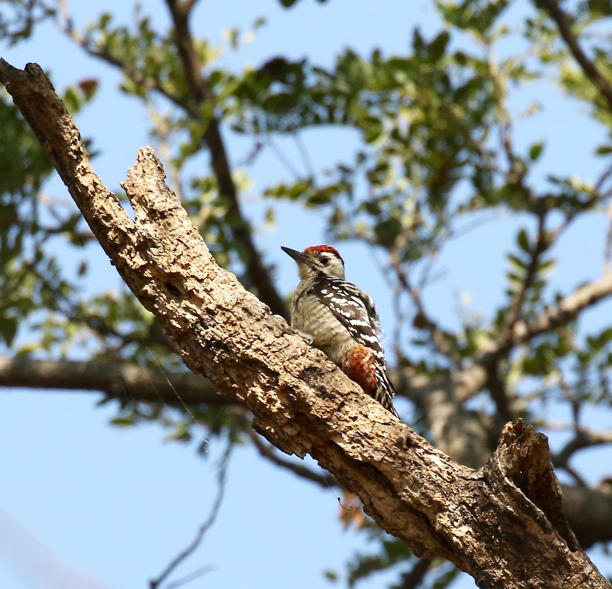 Freckle-breasted Woodpecker - ML617115568