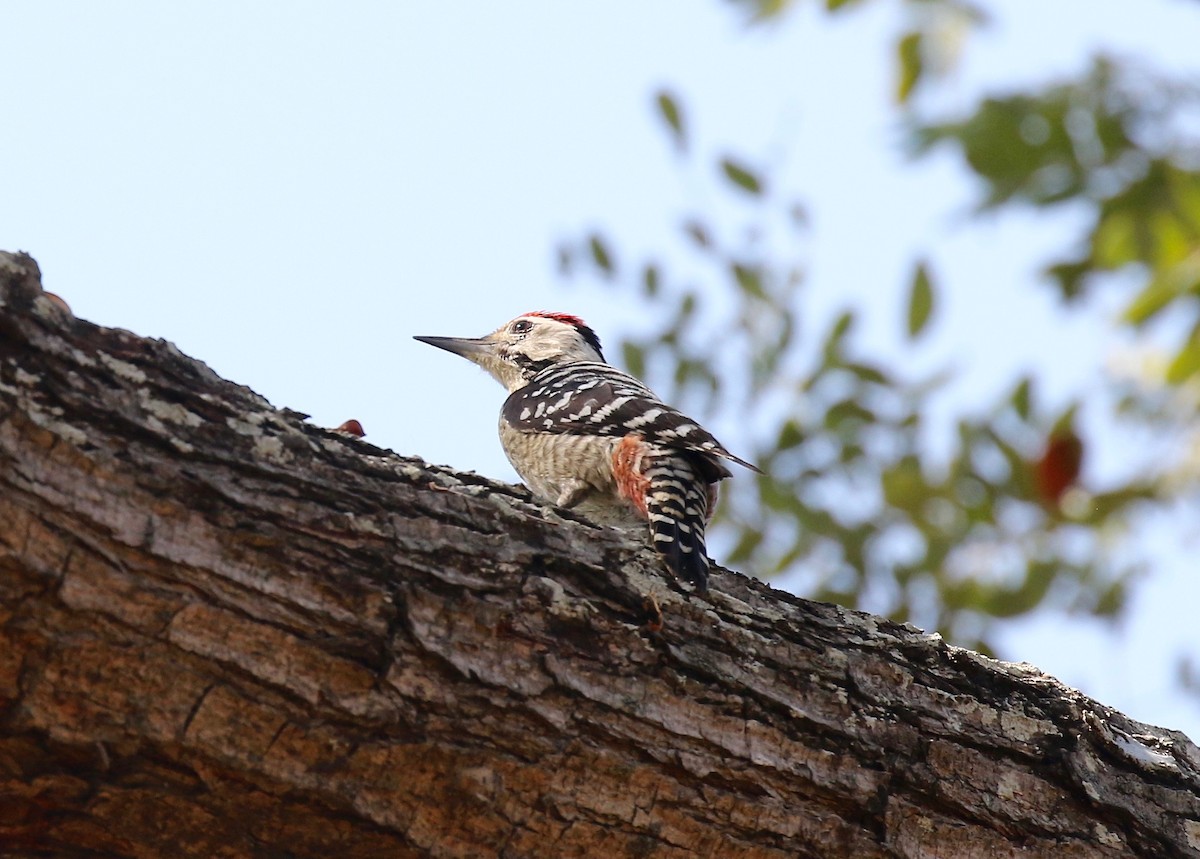 Freckle-breasted Woodpecker - ML617115569