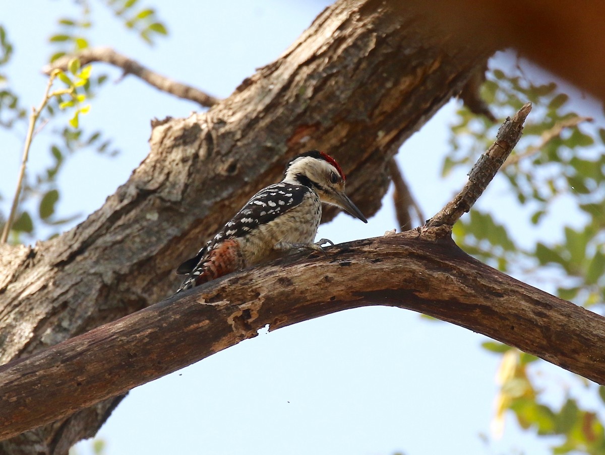 Freckle-breasted Woodpecker - ML617115570