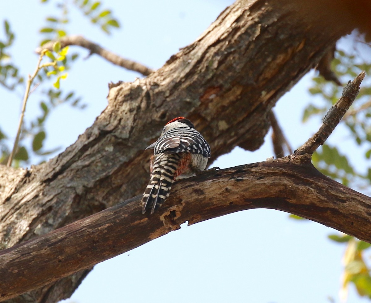 Freckle-breasted Woodpecker - ML617115571