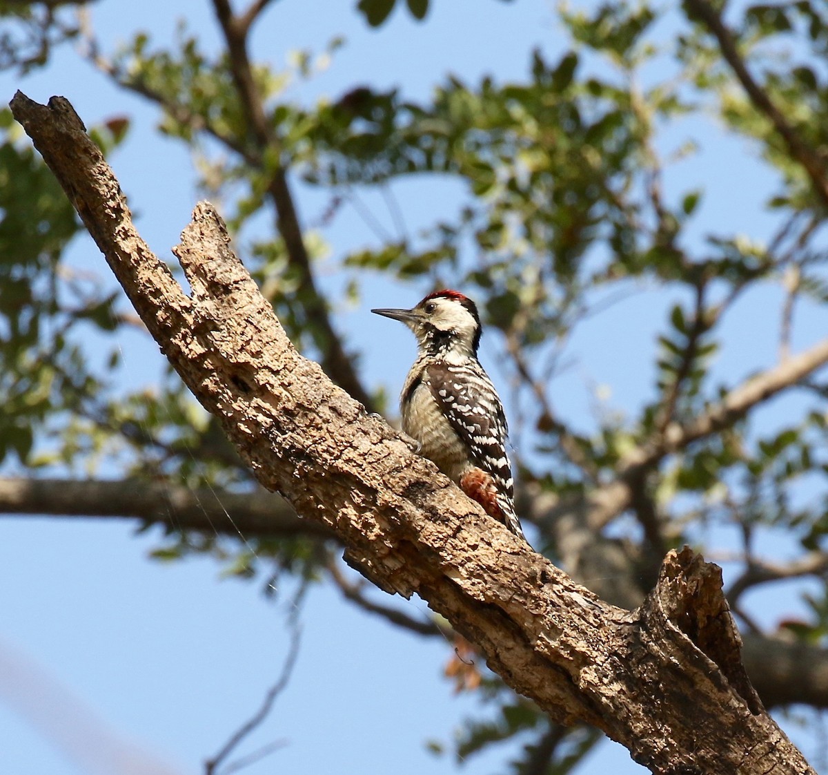 Freckle-breasted Woodpecker - ML617115573