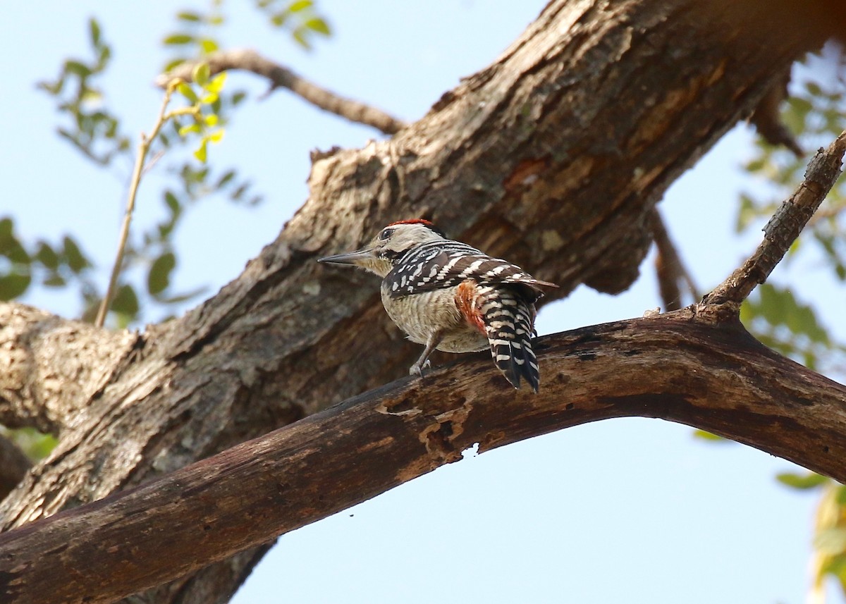 Freckle-breasted Woodpecker - ML617115574