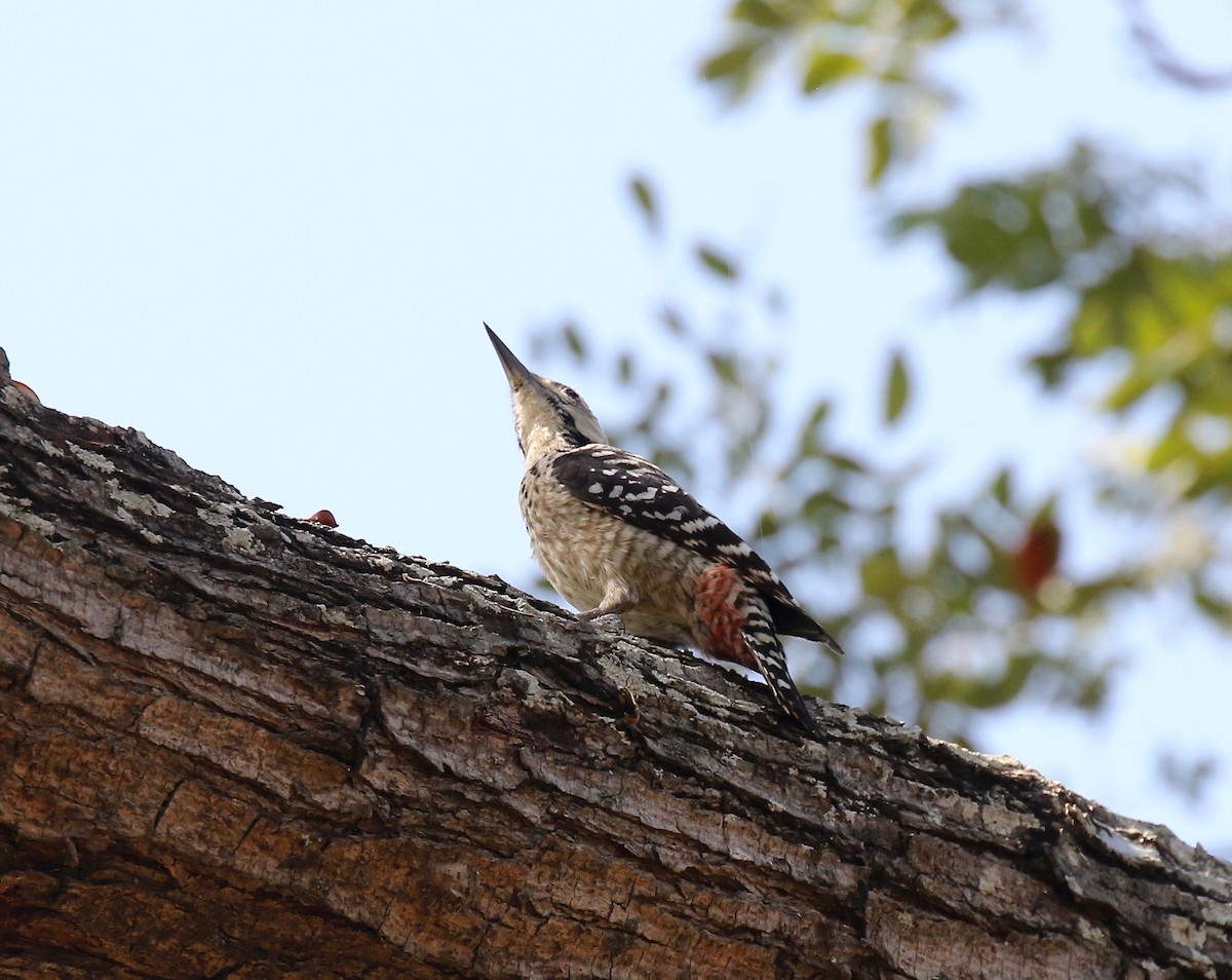 Freckle-breasted Woodpecker - ML617115575