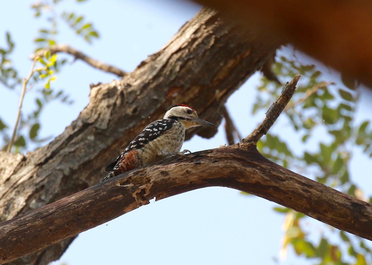 Freckle-breasted Woodpecker - ML617115576