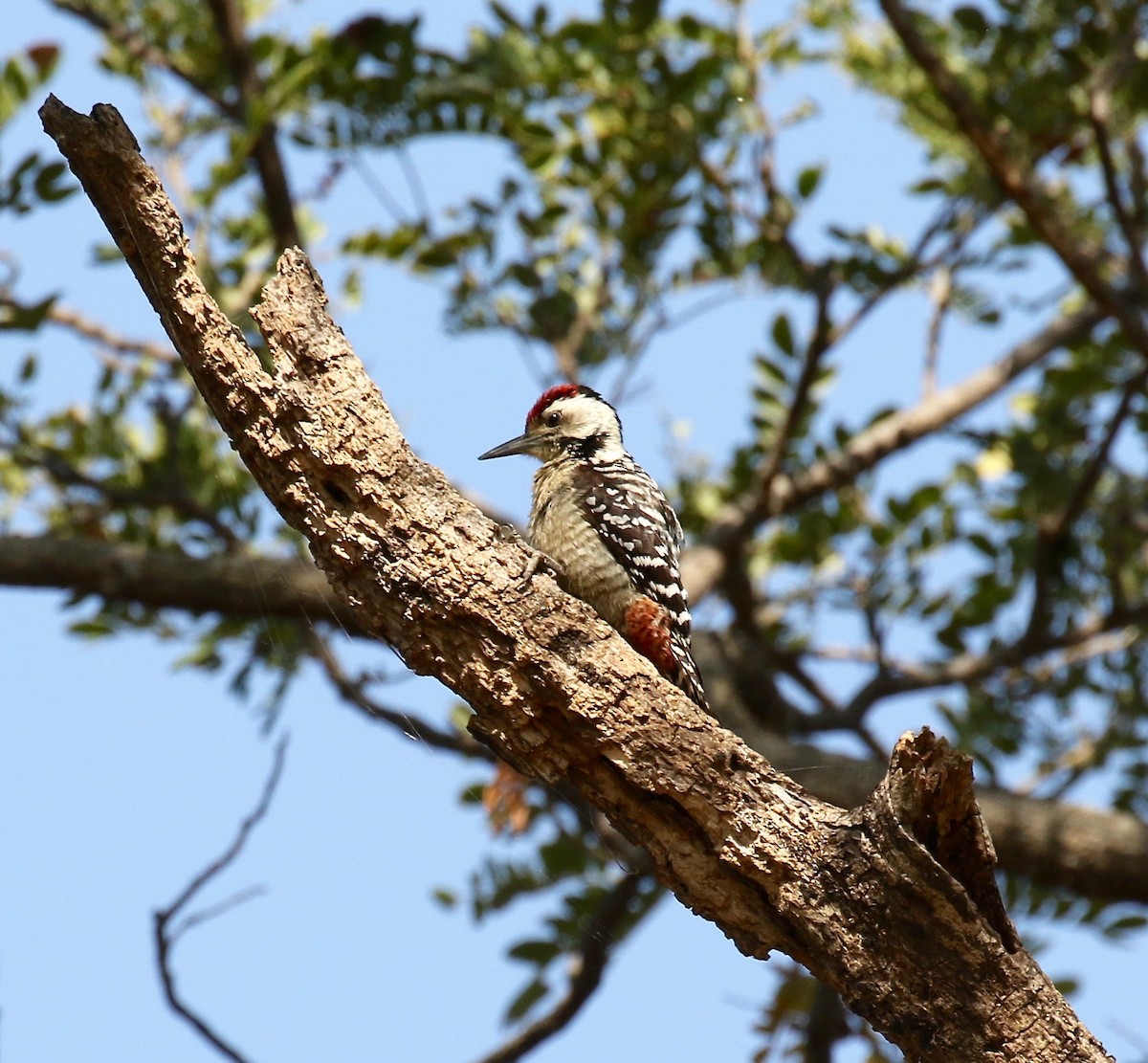 Freckle-breasted Woodpecker - ML617115577