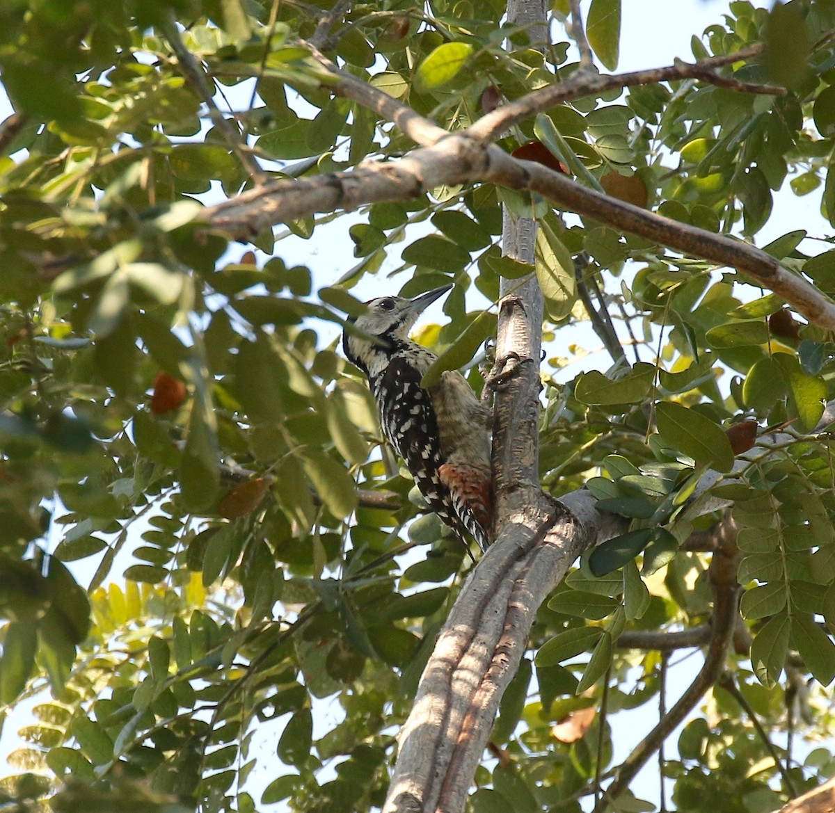 Freckle-breasted Woodpecker - ML617115578