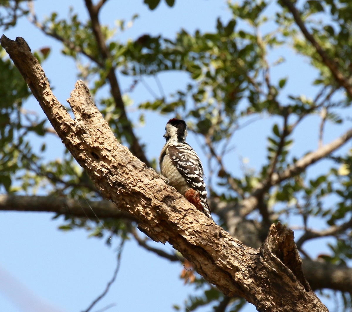 Freckle-breasted Woodpecker - ML617115579
