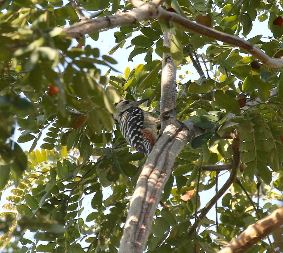 Freckle-breasted Woodpecker - Sandy Vorpahl